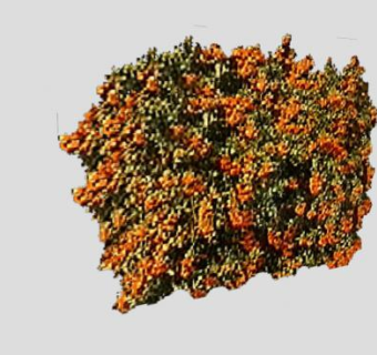 火棘常绿灌木SU模型下载_sketchup草图大师SKP模型