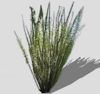 2D墨西哥刺木植物SU模型下载_sketchup草图大师SKP模型