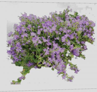 紫草科勿忘草属植物SU模型下载_sketchup草图大师SKP模型