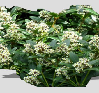 日本茵芋灌木植物SU模型下载_sketchup草图大师SKP模型