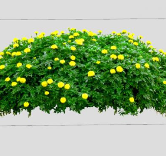 黄色开花灌木植物SU模型下载_sketchup草图大师SKP模型