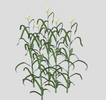 多棵玉米植株SU模型下载_sketchup草图大师SKP模型