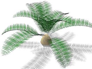 棕榈植物SU模型下载_sketchup草图大师SKP模型