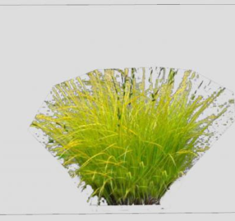 莎草科多年生草本SU模型下载_sketchup草图大师SKP模型