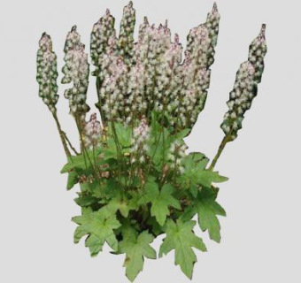 黄水枝属植物SU模型下载_sketchup草图大师SKP模型