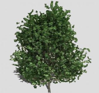 大型木本植物SU模型下载_sketchup草图大师SKP模型