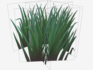 3D<em>长</em>草植物SU模型下载_sketchup草图大师SKP模型