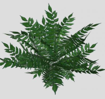 3D常绿蕨类植物SU模型下载_sketchup草图大师SKP模型