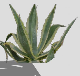 沙漠旱生植物SU模型下载_sketchup草图大师SKP模型