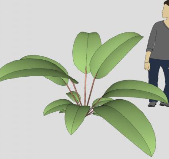 观赏植被SU模型下载_sketchup草图大师SKP模型