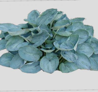 观叶玉簪属草本植物SU模型下载_sketchup草图大师SKP模型