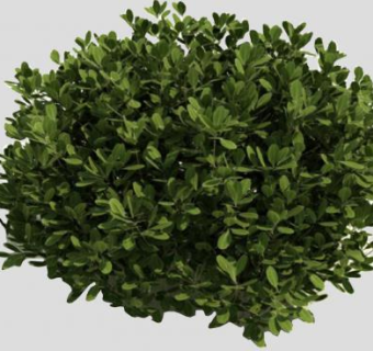 冬青属植物SU模型下载_sketchup草图大师SKP模型