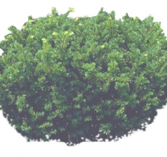 密集的紫杉植物SU模型下载_sketchup草图大师SKP模型