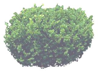 密集的<em>紫杉</em>植物SU模型下载_sketchup草图大师SKP模型
