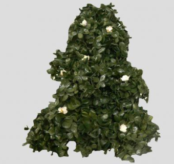 木兰落叶乔木SU模型下载_sketchup草图大师SKP模型