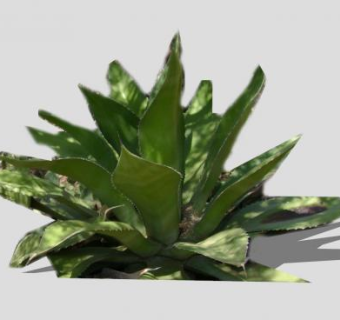 仙人掌科植物SU模型下载_sketchup草图大师SKP模型