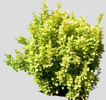 伏牛花灌木植物SU模型下载_sketchup草图大师SKP模型