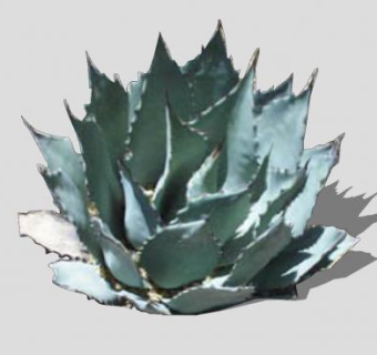 龙舌兰2D植物SU模型下载_sketchup草图大师SKP模型