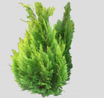 扁柏属常绿乔木SU模型下载_sketchup草图大师SKP模型