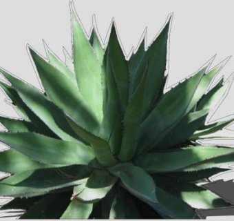 龙舌兰简易纹理植物SU模型下载_sketchup草图大师SKP模型