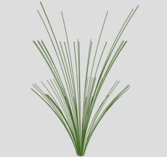 芦苇属植物SU模型下载_sketchup草图大师SKP模型