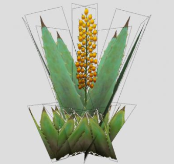 芦荟属灌木状肉质植物SU模型下载_sketchup草图大师SKP模型