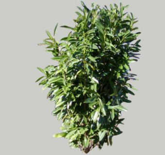 2D灌木绿叶植物SU模型下载_sketchup草图大师SKP模型