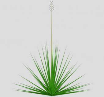 毛边丝兰植物SU模型下载_sketchup草图大师SKP模型