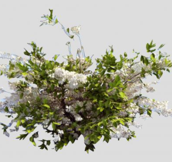 溲疏属灌木植物SU模型下载_sketchup草图大师SKP模型