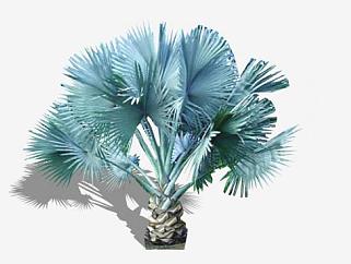 2D棕榈植物SU模型下载_sketchup草图大师SKP模型