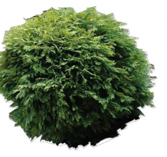 雪松常绿植物SU模型下载_sketchup草图大师SKP模型