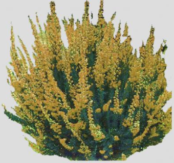 黄色帚石楠灌木植物SU模型下载_sketchup草图大师SKP模型