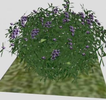 紫色花卉开花植物SU模型下载_sketchup草图大师SKP模型