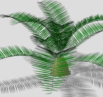 琉球苏铁植物SU模型下载_sketchup草图大师SKP模型