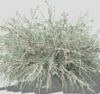 槲树类树木植物SU模型下载_sketchup草图大师SKP模型