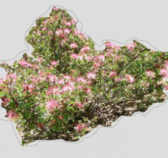 朱缨花属灌木植物SU模型下载_sketchup草图大师SKP模型