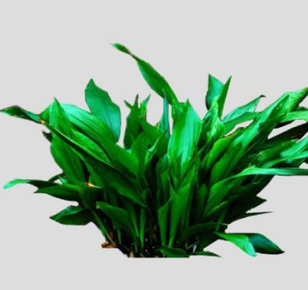 蜘蛛抱蛋属植物SU模型下载_sketchup草图大师SKP模型