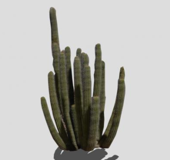 2D仙人掌植物SU模型下载_sketchup草图大师SKP模型