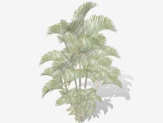 古巴<em>棕榈树</em>植物SU模型下载_sketchup草图大师SKP模型