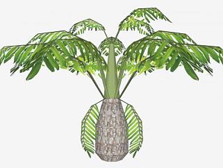 <em>棕榈树</em>观赏植物SU模型下载_sketchup草图大师SKP模型