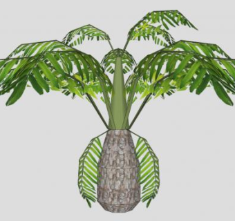 棕榈树观赏植物SU模型下载_sketchup草图大师SKP模型