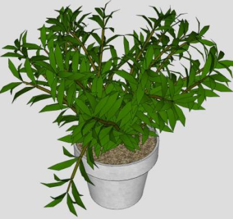 灌木盆栽植物SU模型下载_sketchup草图大师SKP模型