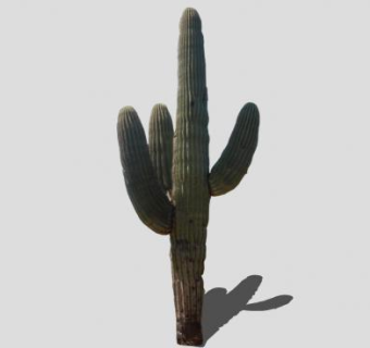 树形仙人掌植物SU模型下载_sketchup草图大师SKP模型