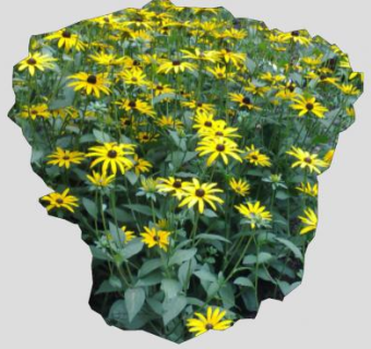 黄雏菊属黑眼苏珊植物SU模型下载_sketchup草图大师SKP模型