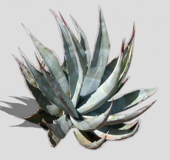 龙舌兰属2D植物SU模型下载_sketchup草图大师SKP模型