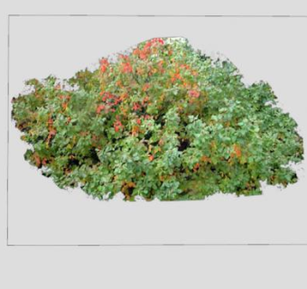 2D香漆树植物SU模型下载_sketchup草图大师SKP模型