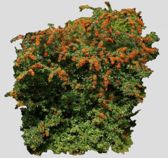 欧洲火棘常绿阔叶植物SU模型下载_sketchup草图大师SKP模型