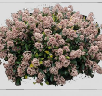 茵芋灌木植物SU模型下载_sketchup草图大师SKP模型