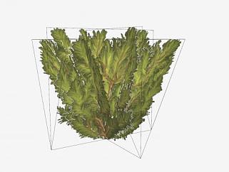 现代矮灌木植物SU模型下载_sketchup草图大师SKP模型