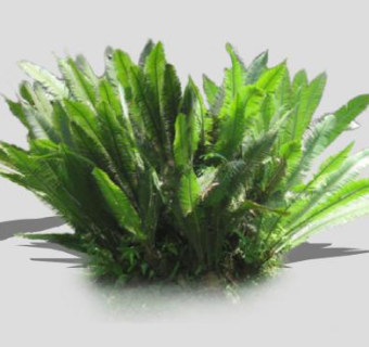 苏铁树树叶SU模型下载_sketchup草图大师SKP模型